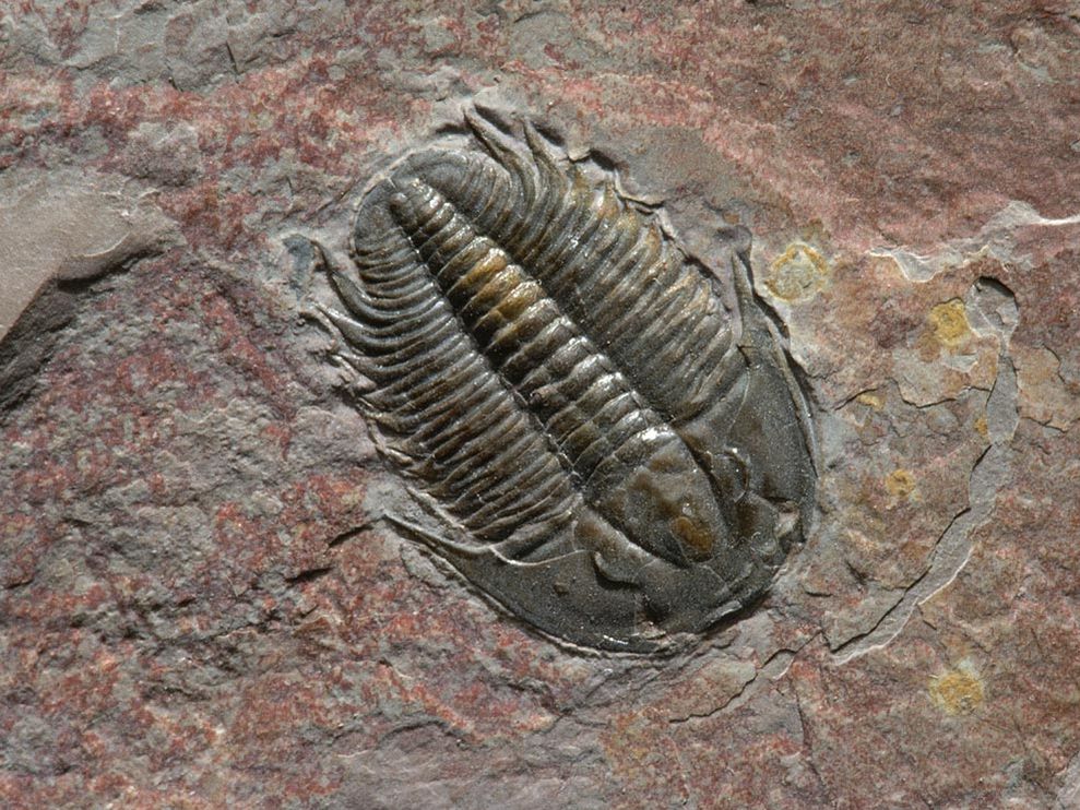 trilobite-fossil_1262_990x742